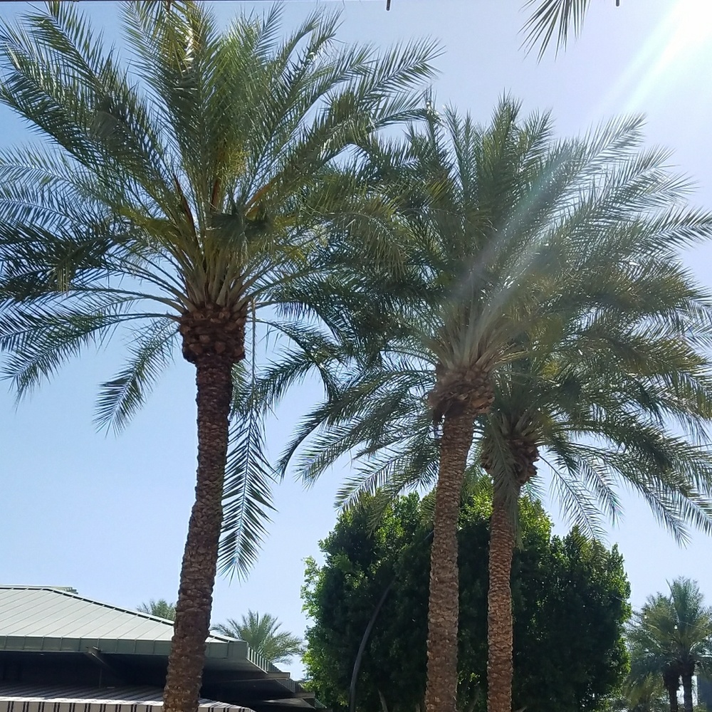 Meet your Posher, Debbie